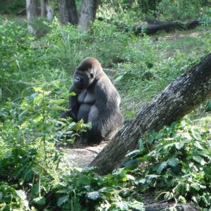 Madelynn Nicolas (2282167429)