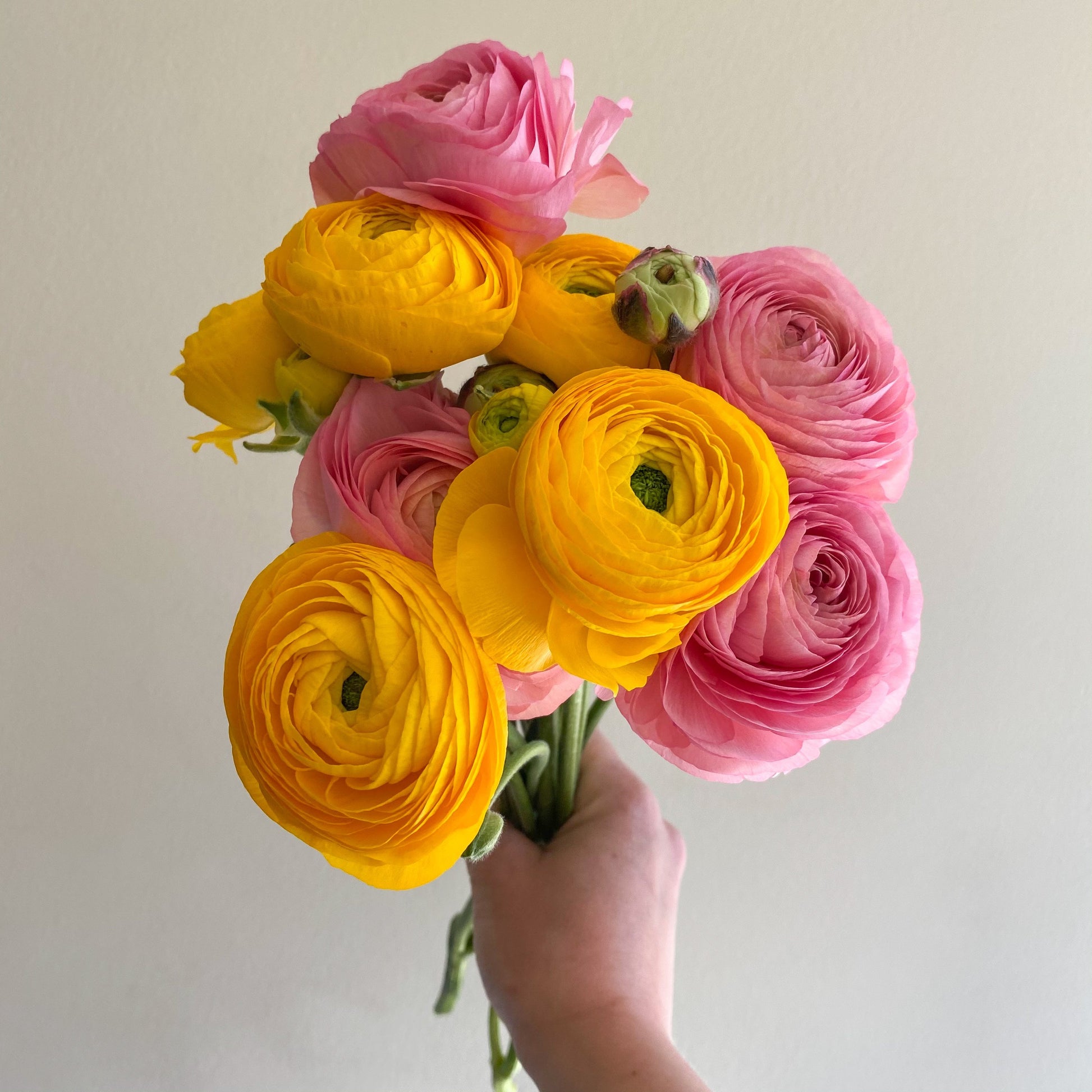 Mother's Day Bunches of Ranunculus 🌼 Only Available for Mother's Day Weekend - May 8th & 9th - Brave Blooms