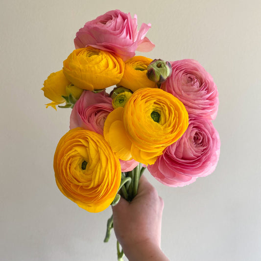Mother's Day Bunches of Ranunculus 🌼 Only Available for Mother's Day Weekend - May 8th & 9th - Brave Blooms